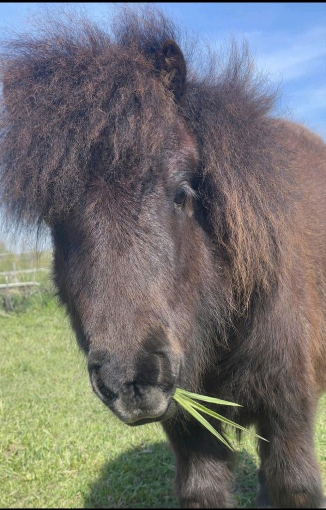 mini shetlander merrie,  uit appeloosa,, Dieren en Toebehoren, Pony's, Merrie, Onbeleerd, A pony (tot 1.17m), 0 tot 2 jaar, Gechipt