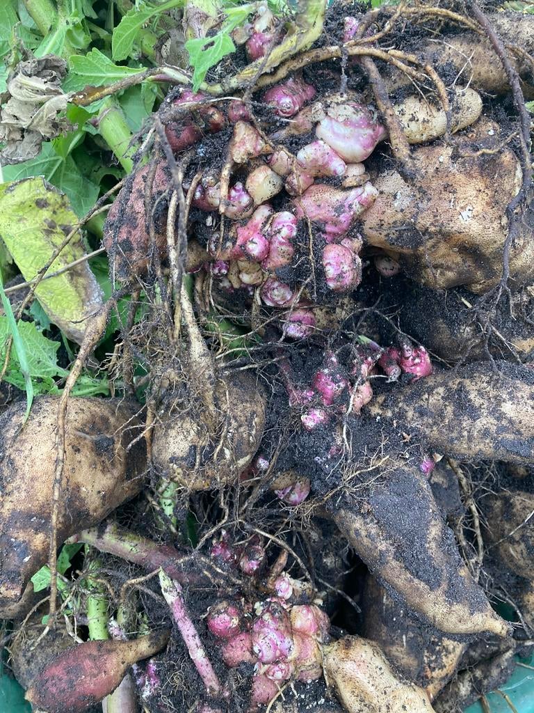 Broedknollen yacon of appelwortel BIOLOGISCH, Ophalen, Voorjaar, Volle zon, Knol