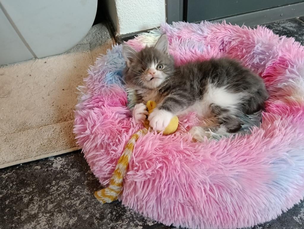 Maine Coon kitten katertje, Meerdere dieren, Gechipt, 0 tot 2 jaar