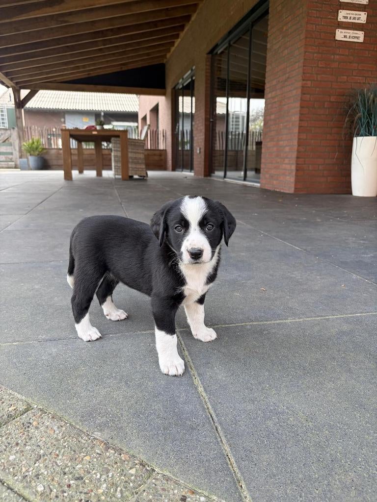 Appenzeller Pups, Parvo, 8 tot 15 weken, Meerdere, Meerdere dieren