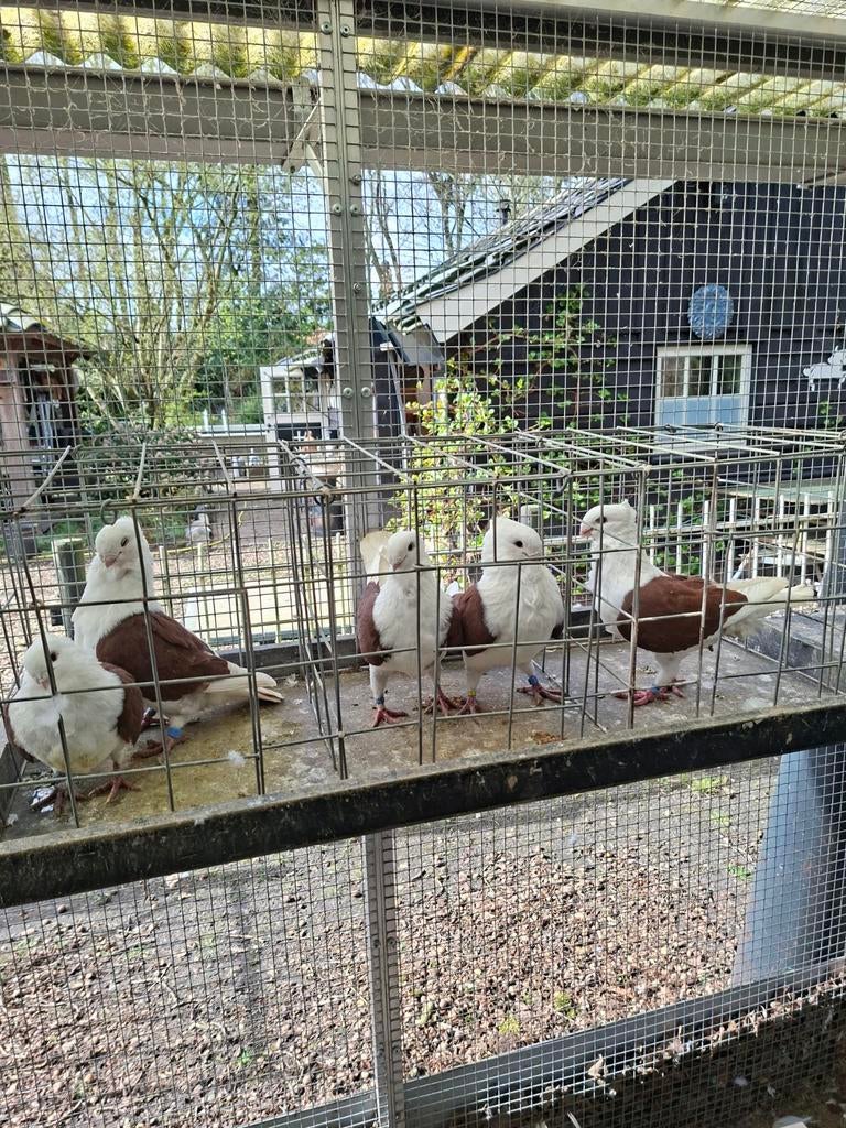 Oudhollandse meewtjes twee doffers roodschild €10.00per stuk, Mannelijk