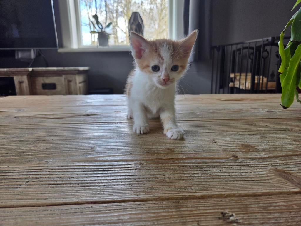 Kittens, Kater, Kortharig, 0 tot 2 jaar