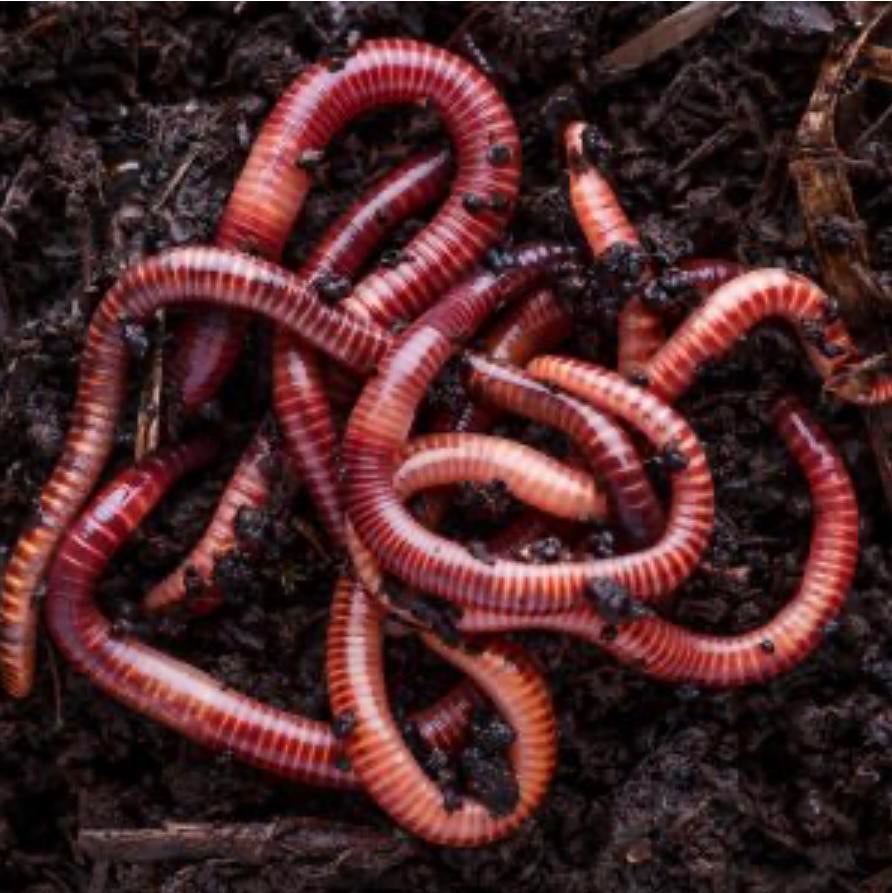 Compostwormen / tijgerwormen voor compostbak - wormenhotel, Ophalen of Verzenden