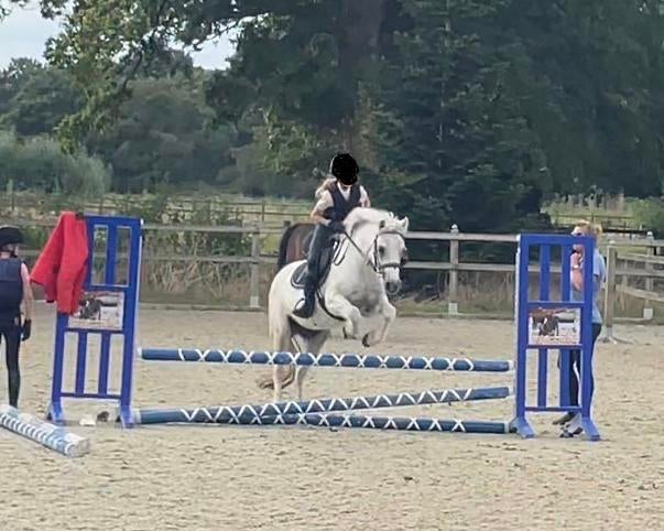 Verzorg pony gezocht, Dieren en Toebehoren, Ophalen of Verzenden