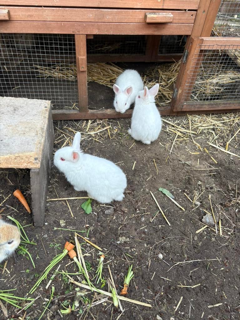 Baby konijntjes, Meerdere dieren, Eend