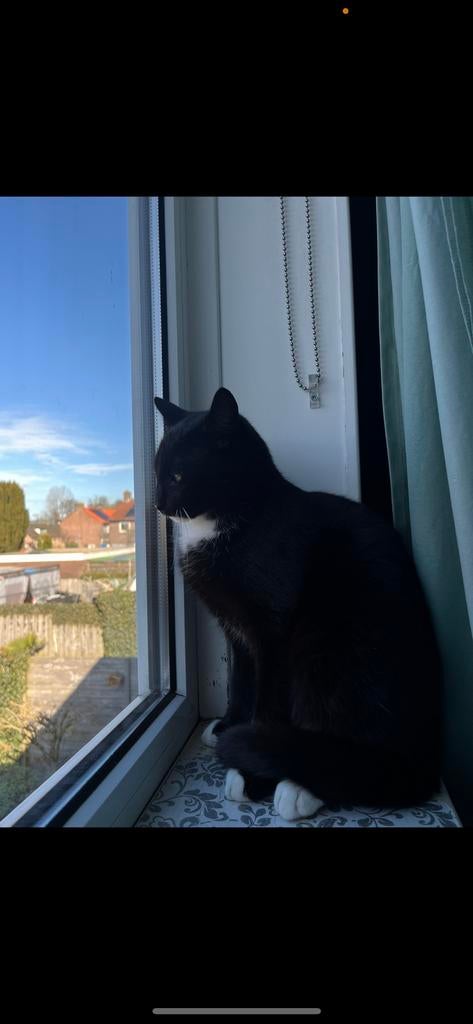 Katten (6maanden oud), Dieren en Toebehoren, Meerdere dieren, Ontwormd