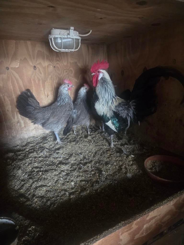 Te koop drents hoen, Meerdere dieren, Kip