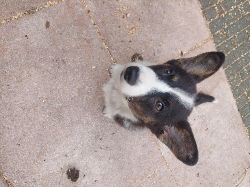 Vrolijke welsh corgi gardigan pup teefje, Dieren en Toebehoren, Honden | Herdershonden en Veedrijvers, Overige rassen, 8 tot 15 weken