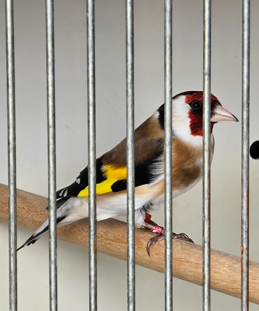 majoorputter , majoor putter, grote putter, major putter, Mannelijk