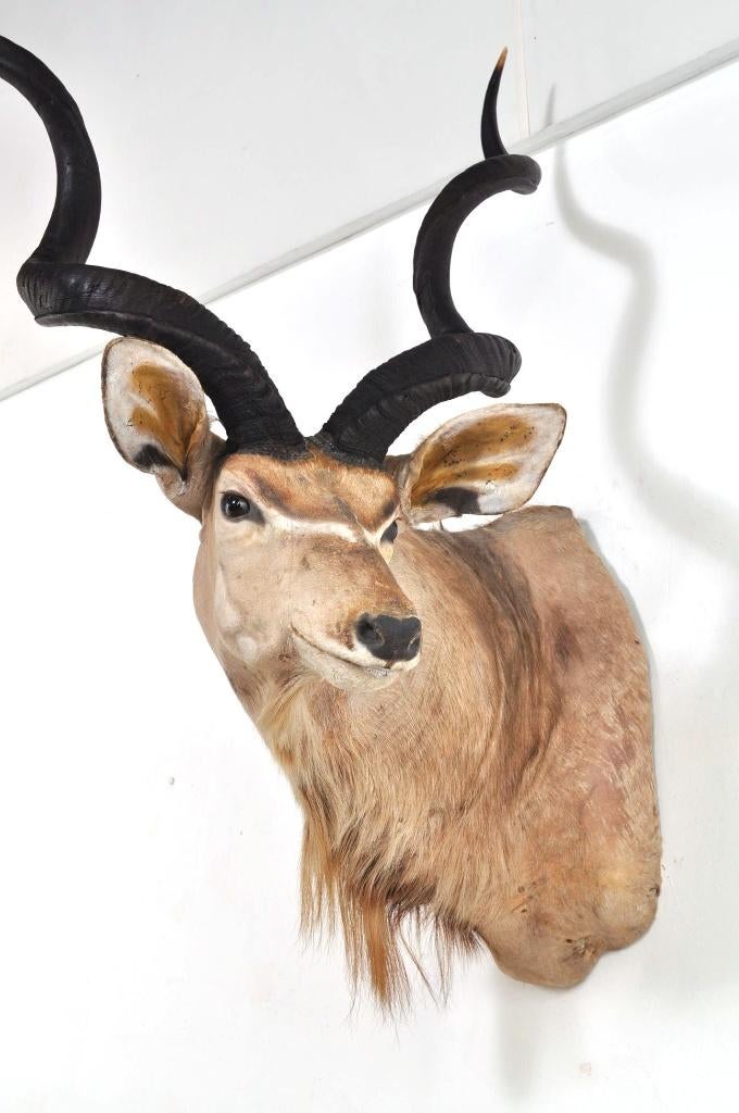 Grote opgezette koedoe hoorns kop Afrika antilope EYECATCHER, Verzamelen, Ophalen of Verzenden, Gebruikt, Wild dier, Gewei of Kop