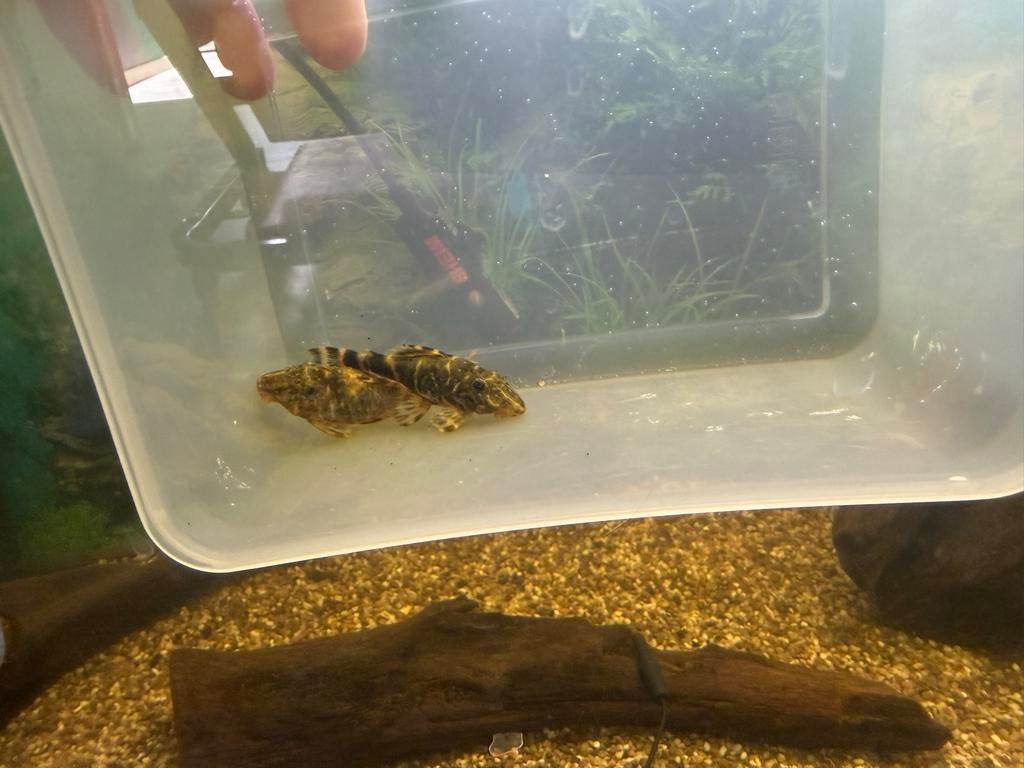 2 pleco's / zuignapharnas meerval, Vis