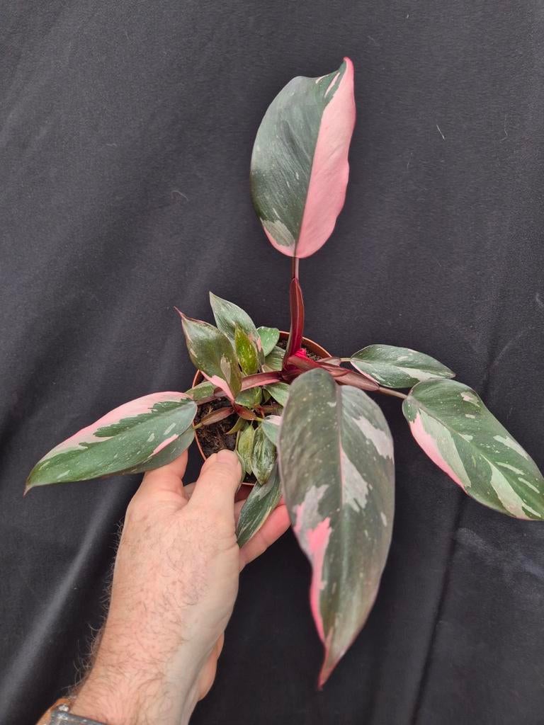 Philodendron Pink Princess p12 (1), Ophalen of Verzenden, Halfschaduw, Minder dan 100 cm