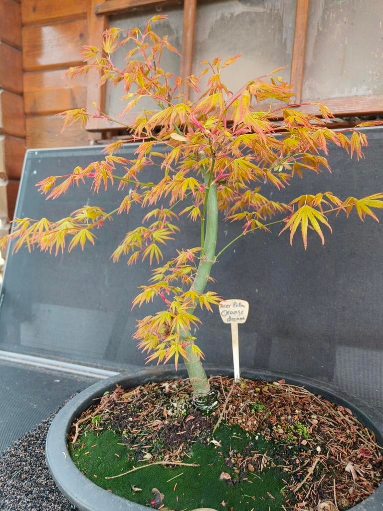 Bonsai Acer palmatum Orange dream, Ophalen, Bloeit niet, Halfschaduw, Overige soorten