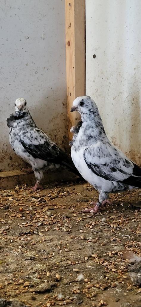 Figurita duiven getijgerd, Dieren en Toebehoren, Vogels | Duiven, Meerdere dieren, Overige soorten