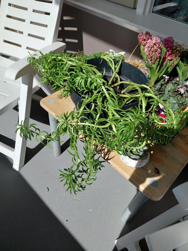 huis plant gratis zonder pot, Tuin en Terras, Ophalen of Verzenden, Overige soorten, Volle zon