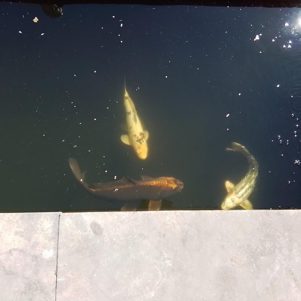 Ko8 Karpers 3x, Dieren en Toebehoren, Vissen | Vijvervissen, Karper of Koi