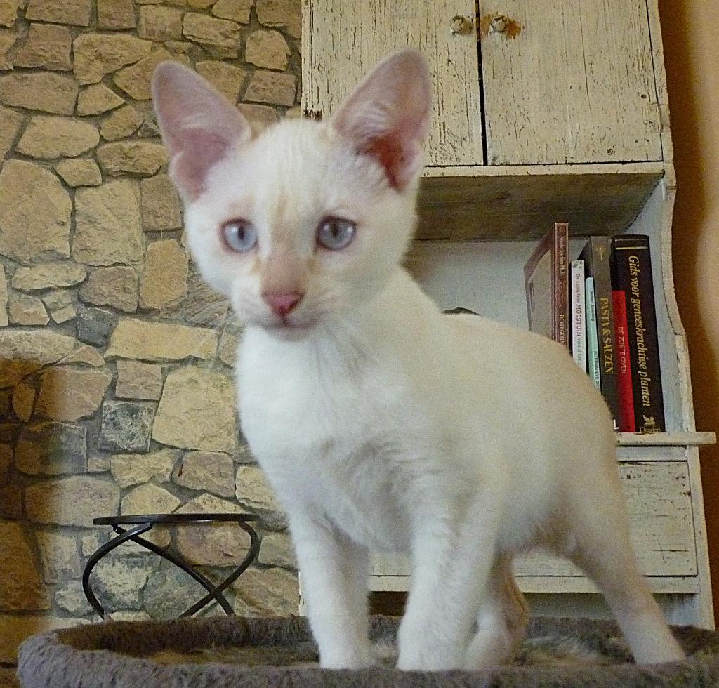 SBT Savannah Kittens, Meerdere dieren, Met stamboom, 0 tot 2 jaar