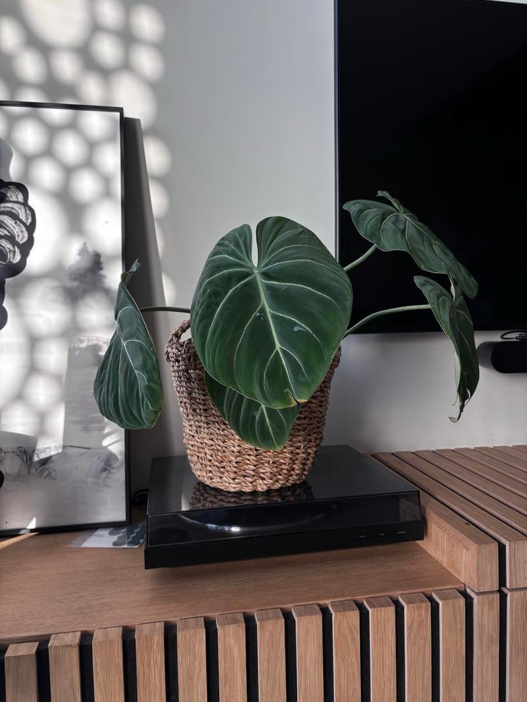 Philodendron Gloriosum [dark form], Ophalen, Halfschaduw, Minder dan 100 cm
