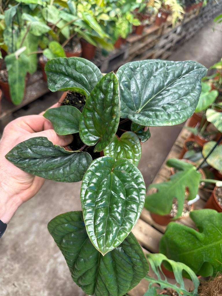 Anthurium luxurians x radicans - Pot 14 cm, Huis en Inrichting, Kamerplanten, Ophalen of Verzenden