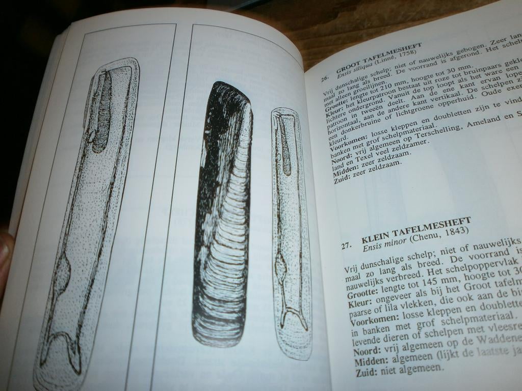 schelpen van de nederlandse kust 100 verschillende afb naam, Boeken, Ophalen of Verzenden, Nieuw, Overige onderwerpen