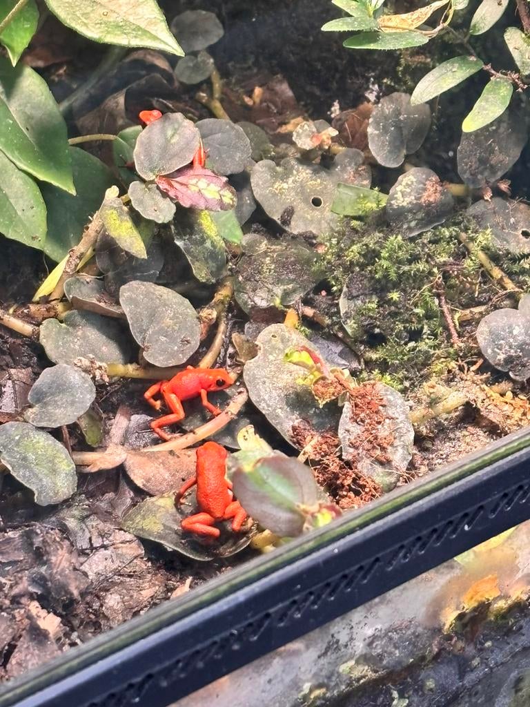 Oophaga Pumilio “Nancy” 0.0.4, Slang, 0 tot 2 jaar