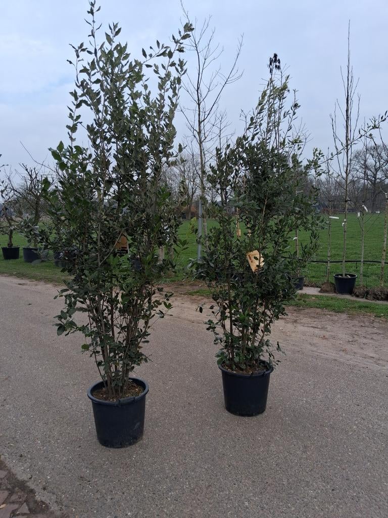 Prachtige, meerstammige Steeneik Quercus Ilex 250cm hoog, Ophalen of Verzenden, Bloeit niet, Halfschaduw, Overige soorten