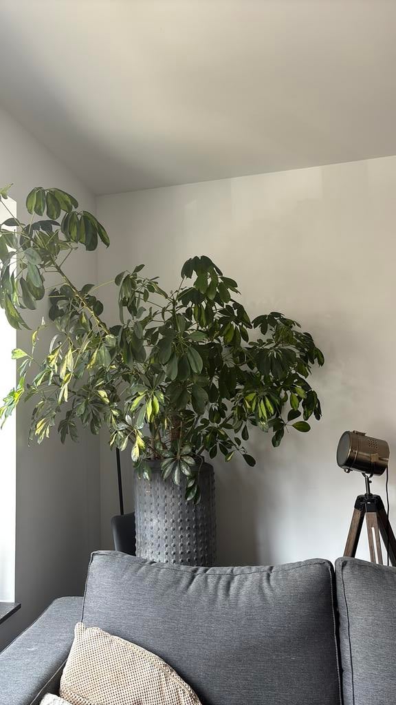 Grote, weelderige plant inclusief pot, Ophalen, Overige soorten, Halfschaduw, In pot