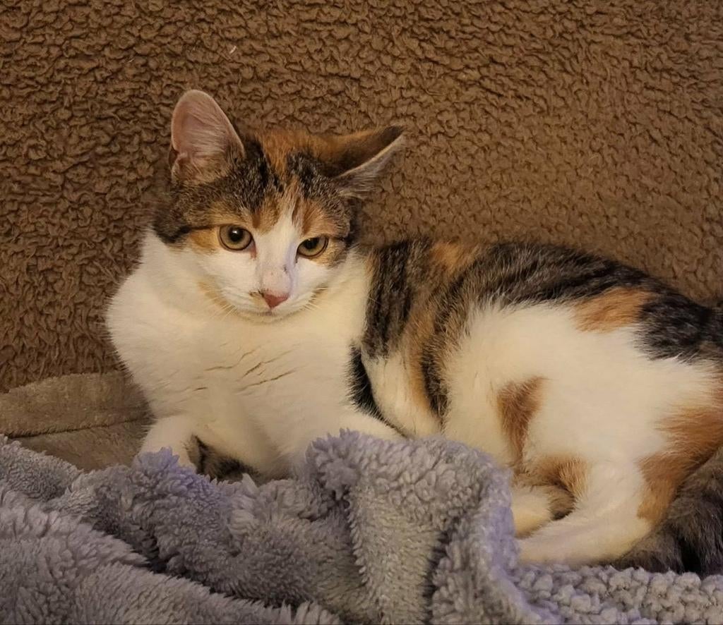 Prachtige flower is 10 maandjes jong, Dieren en Toebehoren, Poes, Kortharig, 0 tot 2 jaar