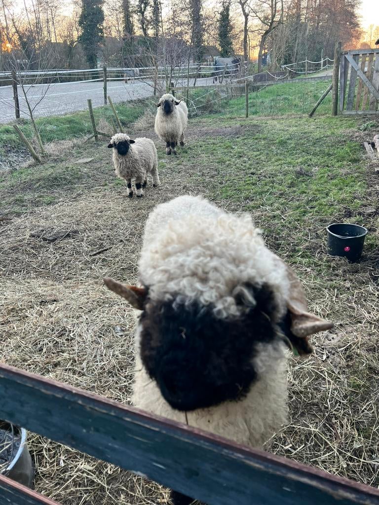Walliser Schwarznase Wol, Dieren en Toebehoren, Vrouwelijk, Schaap