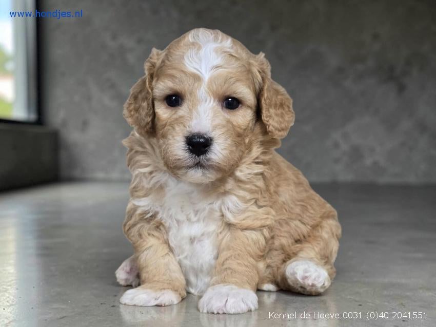 Honden Kennel De Hoeve Maltipoo x  Boomer x Bolonka x Doodle, Parvo, Nederland, 8 tot 15 weken, Meerdere