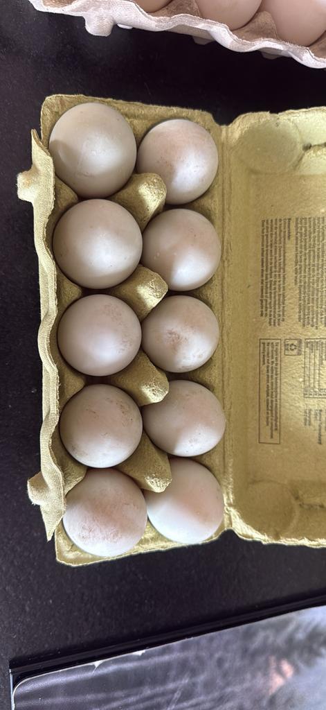 Verse eendeneieren, Diversen, Levensmiddelen, Ophalen of Verzenden