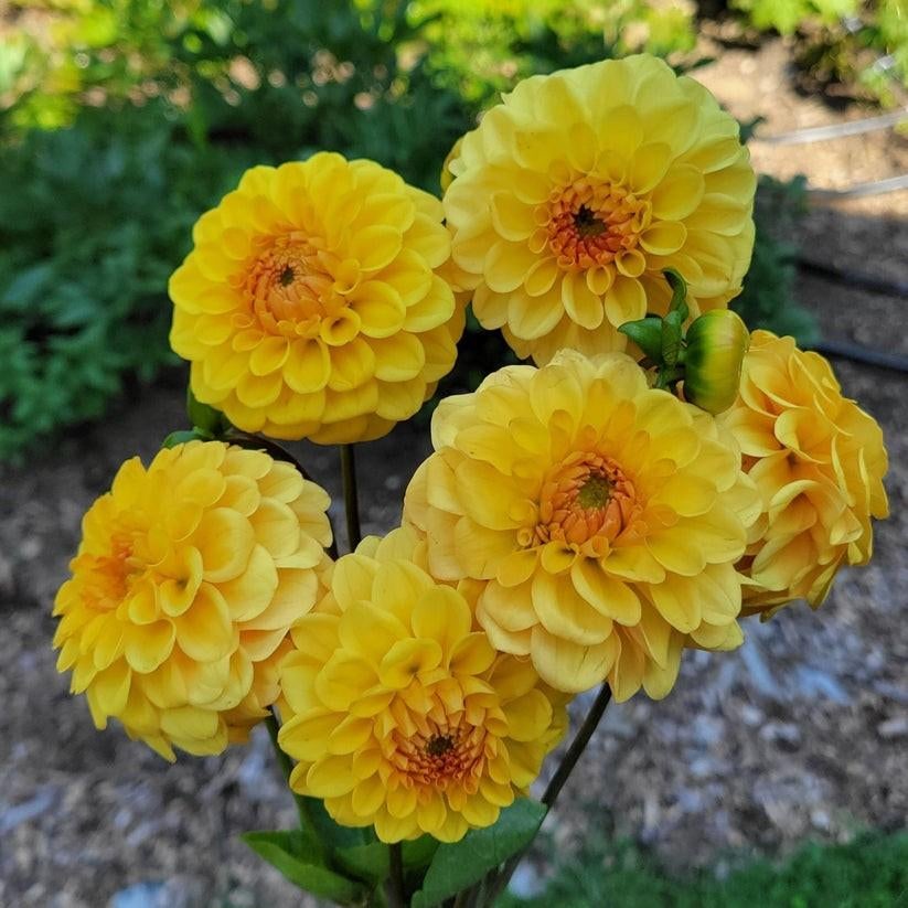 Dahlia 'Golden Scepter' knollen, Ophalen, Voorjaar, Volle zon, Knol