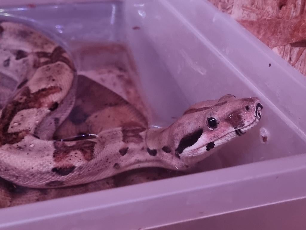 0.1 jungle hypo het kahl albino boa constrictor imperator, Dieren en Toebehoren, Slang, 3 tot 6 jaar