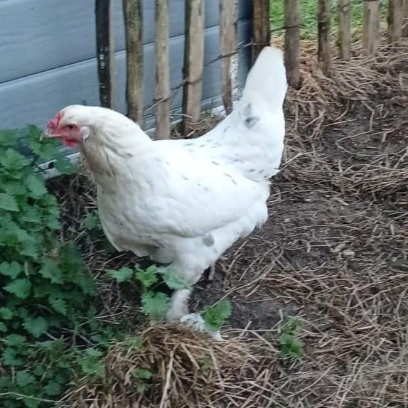 Witte legkip, Dieren en Toebehoren, Pluimvee, Vrouwelijk, Kip