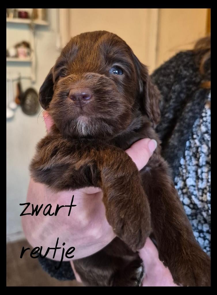 Choco Australian labradoodle pups, 8 tot 15 weken, Parvo, Meerdere dieren, Eén hond