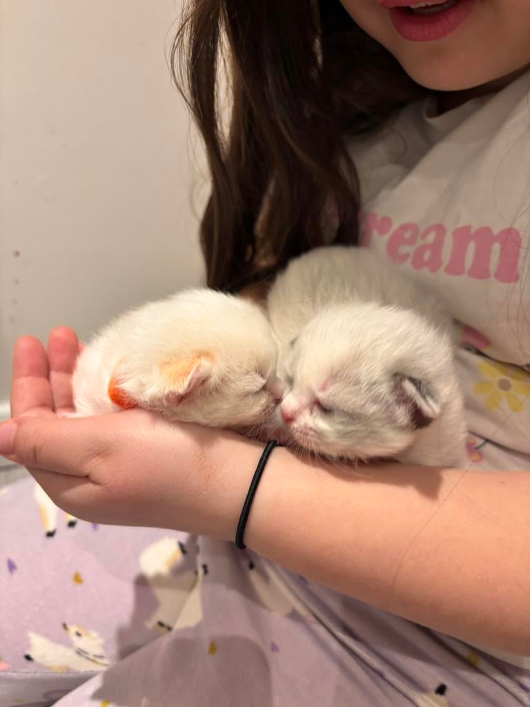 Ragdoll /maincoon, Dieren en Toebehoren, Katten en Kittens | Overige Katten, Meerdere dieren