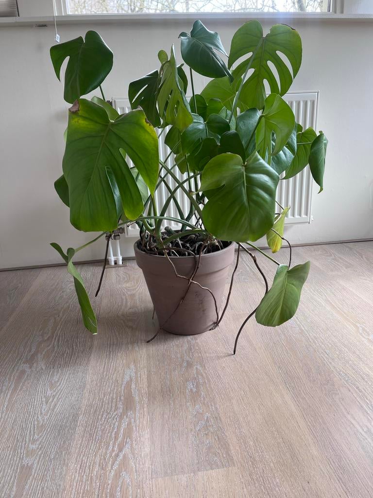 Monstera plant met pot, Tuin en Terras, Vaste plant, Bloeit niet, Halfschaduw, Ophalen