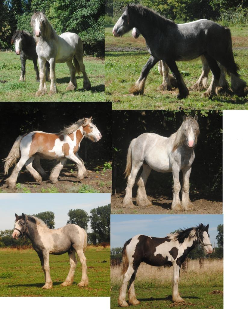 Irish Cob / tinker ruinen en merries, Meerdere dieren