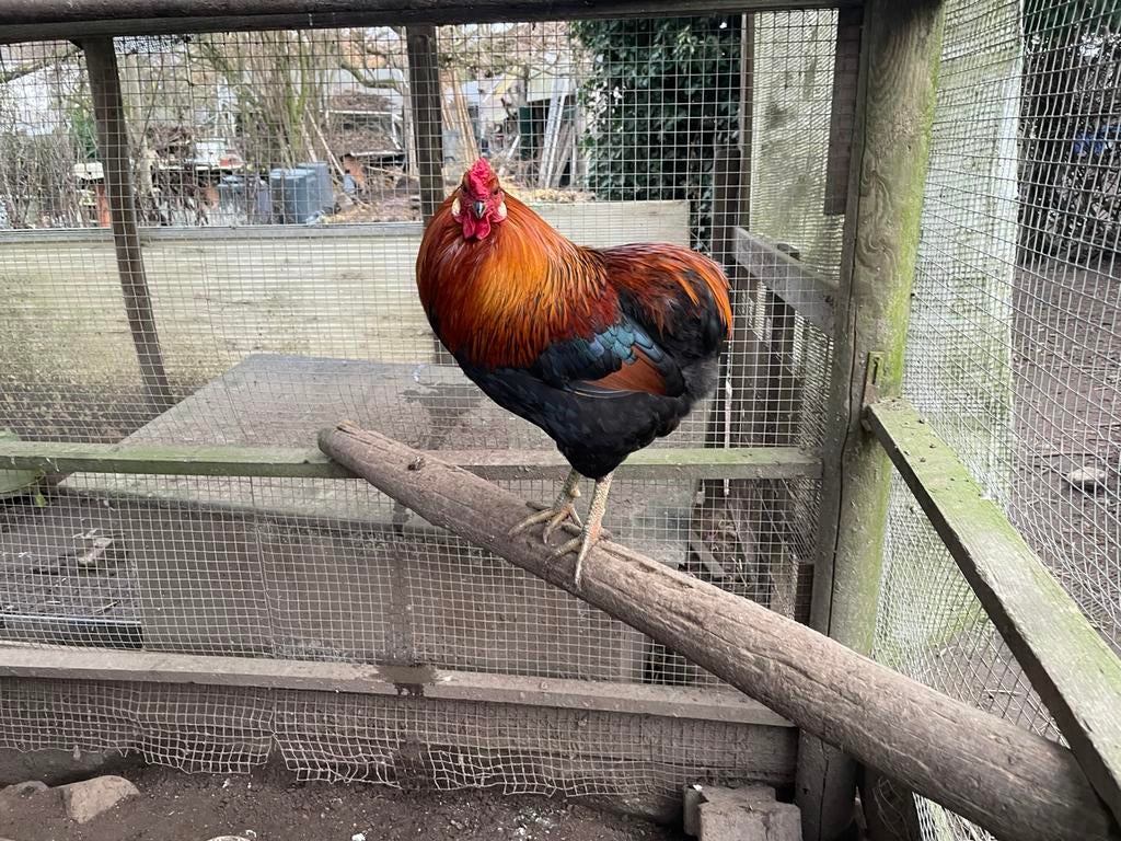 Te koop jinge raszuivere Araucana haan, Dieren en Toebehoren, Pluimvee, Mannelijk, Kip