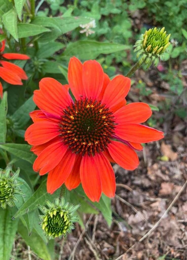 zaden Echinacea purpurea Lakota Red, vaste plant, Ophalen of Verzenden, Volle zon