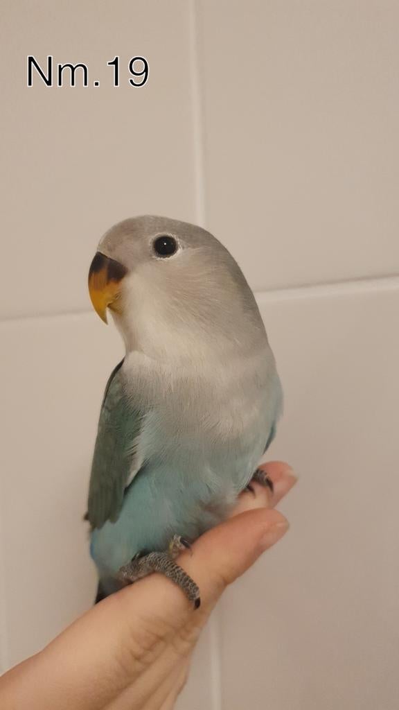 Handtamme baby agapornis. +/- 6 weken oud. zie beschrijving., Geslacht onbekend, Dwergpapegaai of Agapornis, Geringd