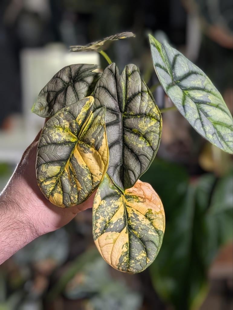 Alocasia Silver Dragon Aurea Variegata Corms, Huis en Inrichting, Kamerplanten, Ophalen of Verzenden, Halfschaduw, Minder dan 100 cm