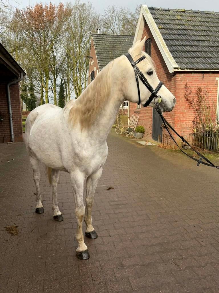 Lieve, leergierige en super aanhankelijk Arabisch Volbloed, Dieren en Toebehoren, Pony's, Merrie, Dressuurpony, 7 tot 10 jaar