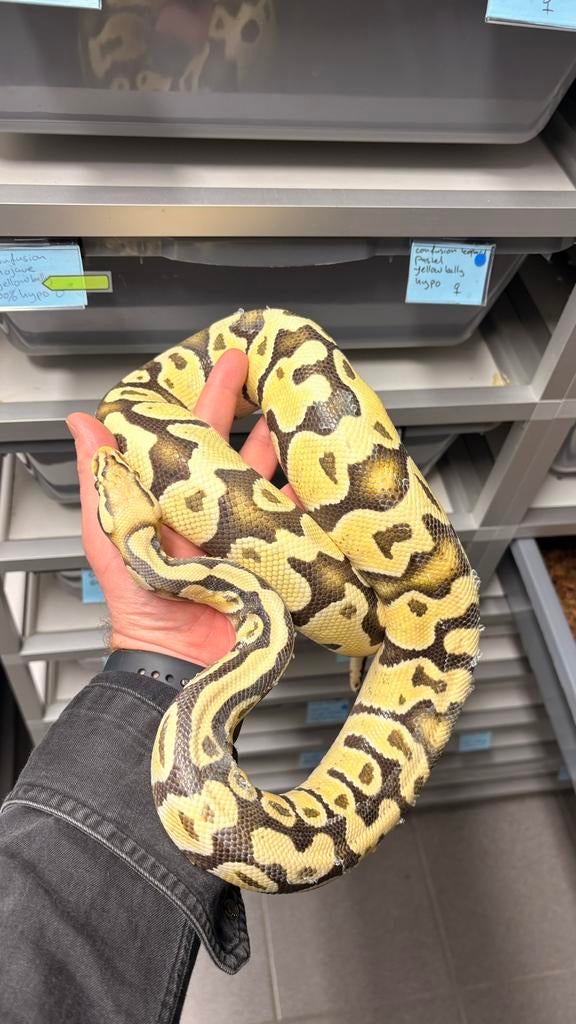 0.1 desert ghost pastel ball python, Dieren en Toebehoren, Slang, 0 tot 2 jaar