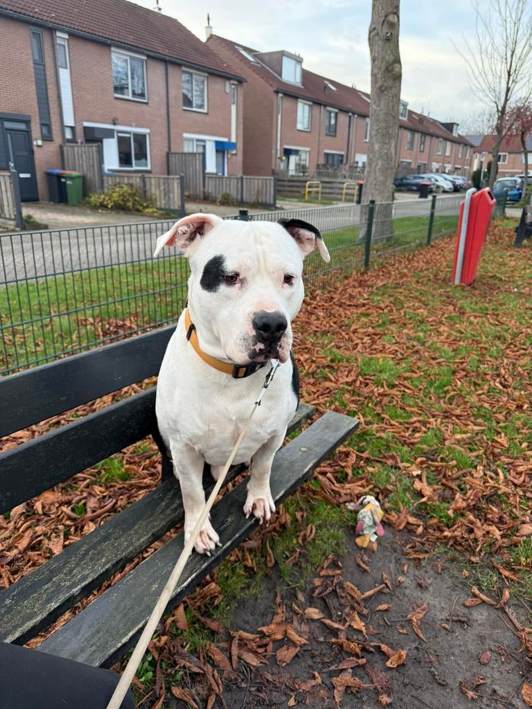 DEKREU AMERIKAANSE STAFFORD, Dieren en Toebehoren, Honden | Dekreuen, Rabiës (hondsdolheid), Reu, Eén hond, 3 tot 5 jaar