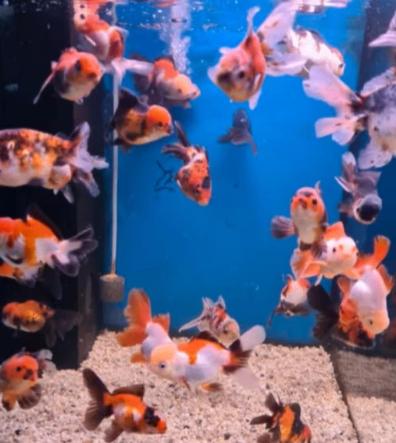 Handpick Oranda, RozentailGoudvis 8 /10 cm- Koidreams