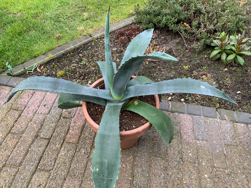 Agave, 2 stuks; per stuk € 10,00, Ophalen, Bloeit niet, Overige soorten, Volle zon