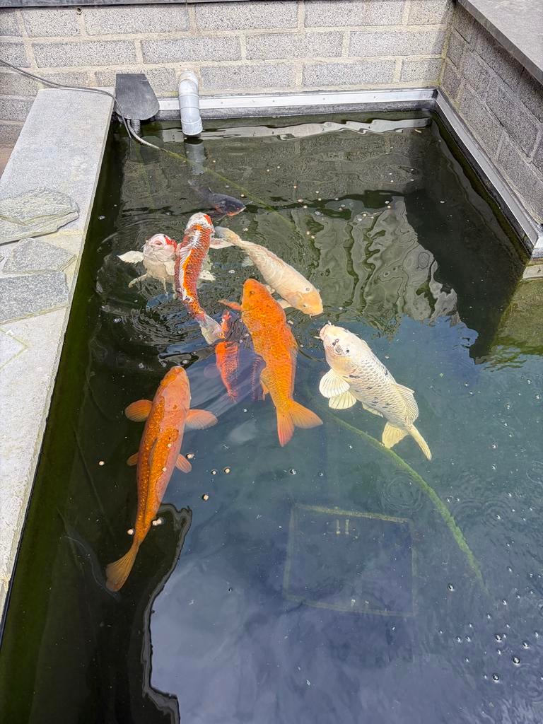 Koi karpers (inclusief filters en pompen), Karper of Koi