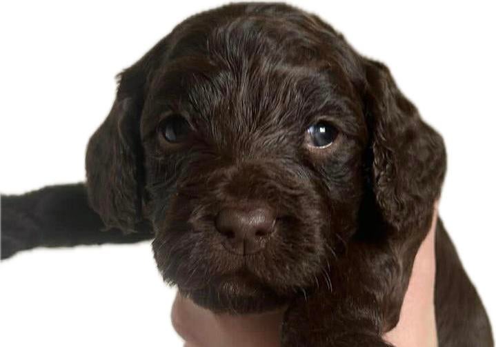 Gastgezin gezocht voor Cockapoo pup (verhuizing mei/juni), Parvo, Overige rassen, 8 tot 15 weken, Teef