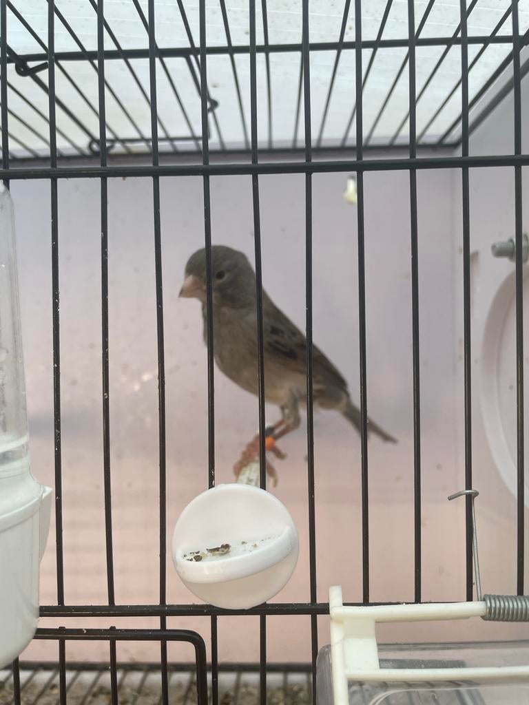 Timbrado kanarie man 2025, Mannelijk